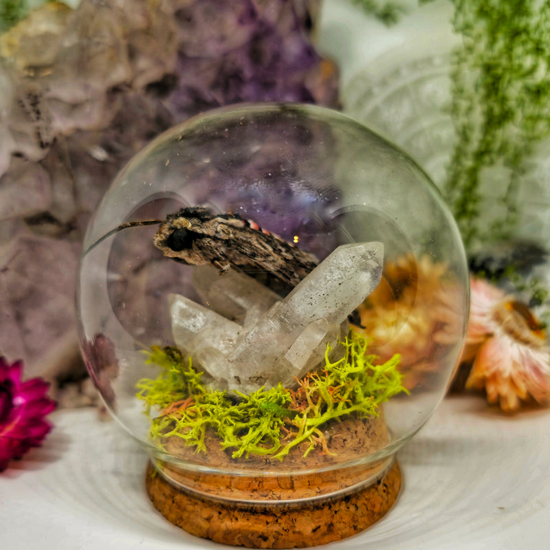 Real Hawk moth & quartz