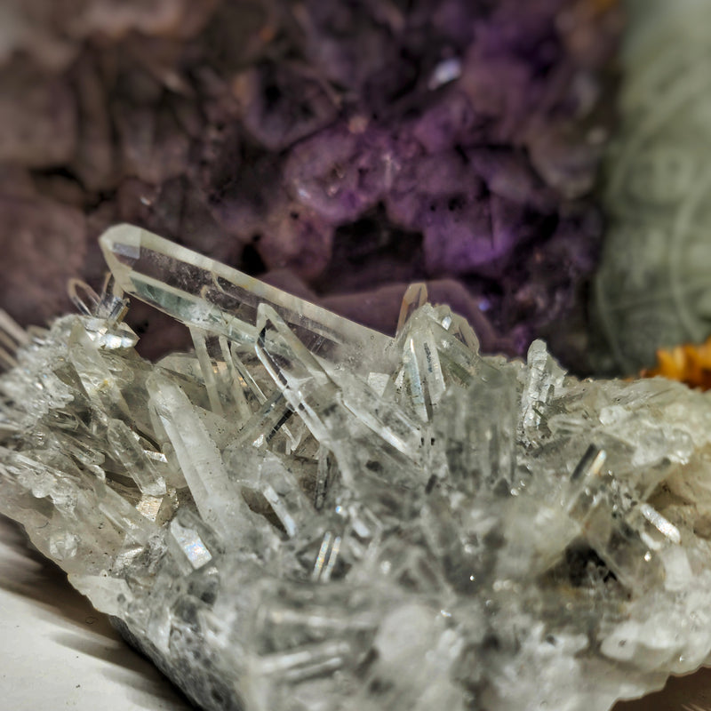 Chrysanthemum cluster