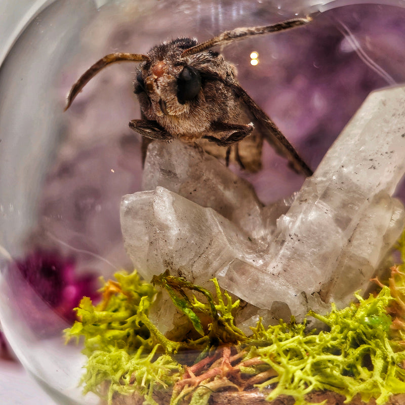 Real Hawk moth & quartz