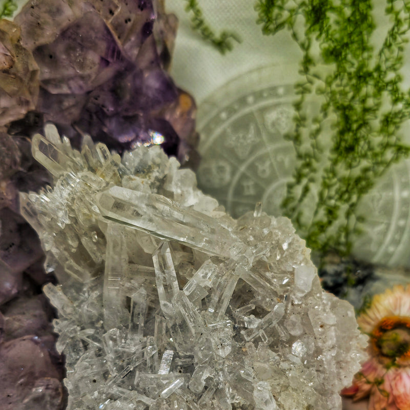 Chrysanthemum cluster