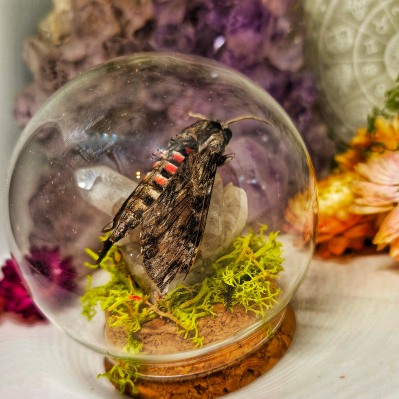 Real Hawk moth & quartz