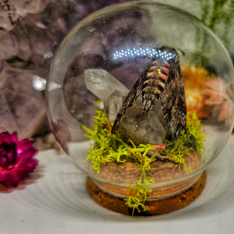Real Hawk moth & quartz