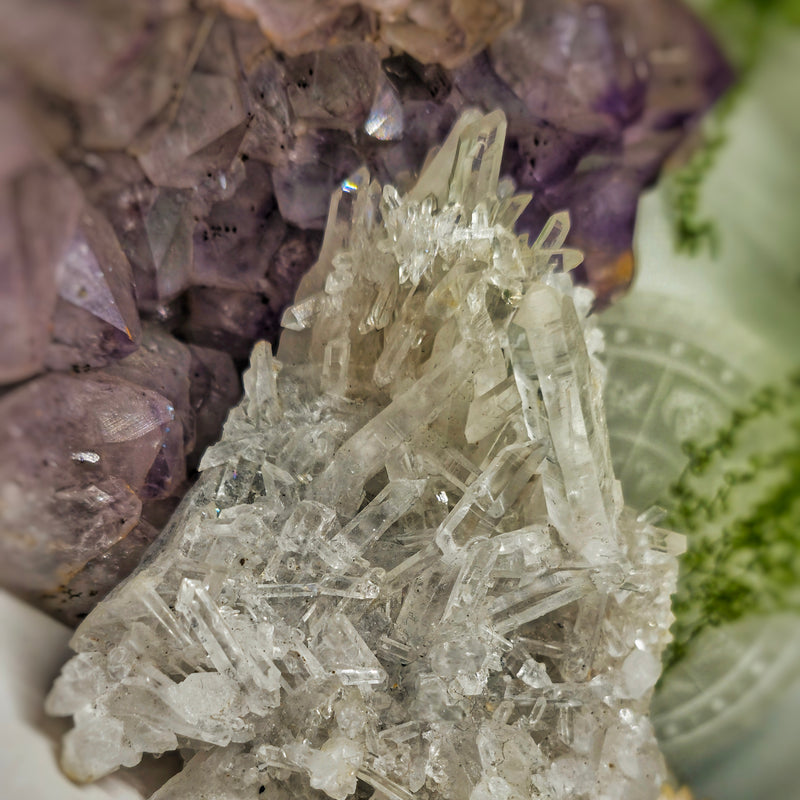 Chrysanthemum cluster