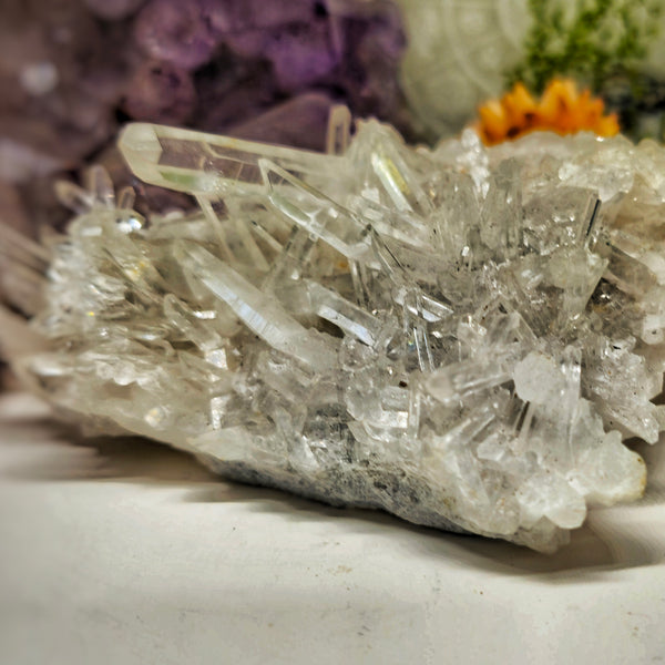 Chrysanthemum cluster